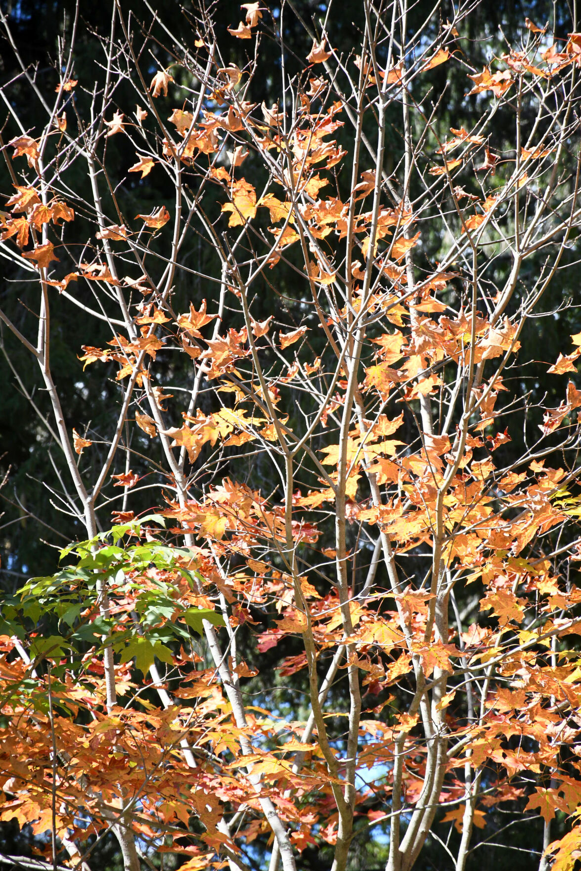 Autumn leaves